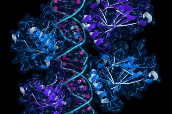 Ribbon model of p53 protein bound to DNA molecule. p53 (aka tumor protein 53) is a transcription factor whose inactivation can trigger the onset of cancer.